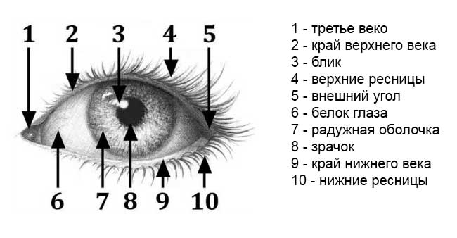 Wie zeichnet man Augen?? Realistische Image-Augentechnologie 02