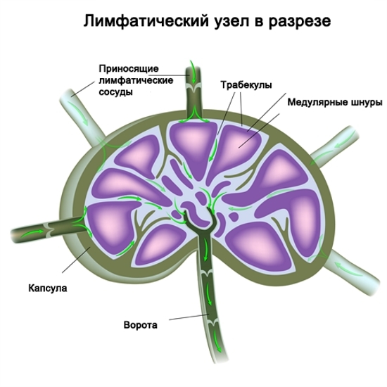 Limphenknoten am Hals: Schema. Warum lymphatische Knoten entzündet sind? 02