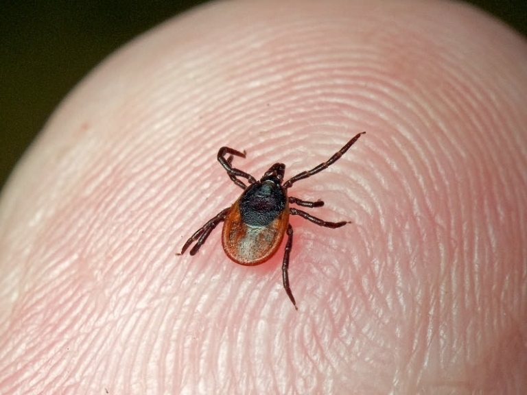 Symptome des Bissens des enzephalischen Ticks 01