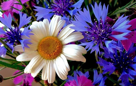 Jährliche und mehrjährige Blumen in der Hütte, blühen den ganzen Sommer 04