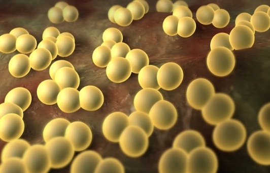 Goldene Staphylococcus: Symptome und Behandlung 01