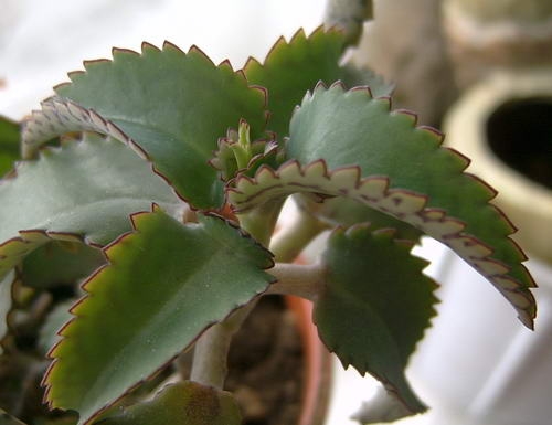 Kalanchoe: Home Care 01