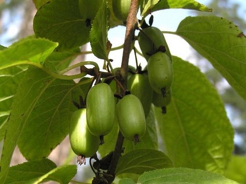 Aktinidia Kolomykta 02