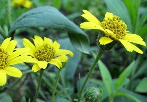 Arnica Gorna 01