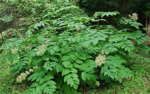 Aralia hoch 02