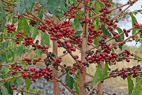 Wie man einen Kaffeebaum anwachsen? 01