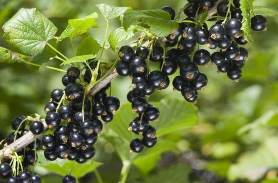 Schwarze Johannisbeere: Nützliche Eigenschaften und Kontraindikationen. Erhöhen oder senken Sie die schwarzen Beeren des Drucks? 01