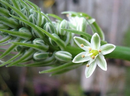 Indischer Bogen: Therapeutische Eigenschaften von Tinktur. Anwendung in Folk Medicine Tinktur auf Wodka, Wasser, Wasserbad 01