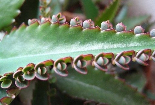 Kalanchoe von einer Erkältung 03