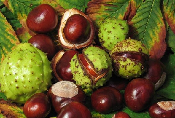 Konsky Chestnut: Anwendung. Behandlung mit Rosskastanie, Rezepte 01