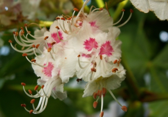 Konsky Chestnut: Anwendung. Behandlung mit Rosskastanie, Rezepte 02