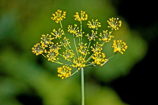 Dill Seeds: Nützliche Eigenschaften und Anwendung. Behandlung von Dope-Samen in der Volksmedizin 01