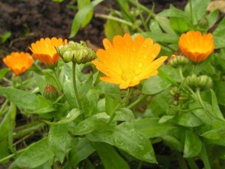 Therapeutische Eigenschaften von Calendula 02