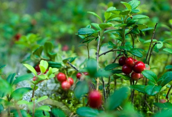 LAMPRY-Blätter: Nützliche Eigenschaften und Anwendungen. Blätter Barberry während der Schwangerschaft 04