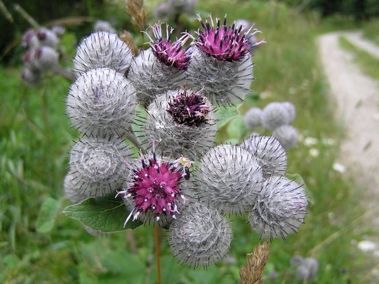 Brennen: Nützliche Eigenschaften und Kontraindikationen. Saftbehandlung - von dem das Burdock hilft? 01