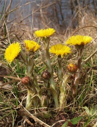 Coltsfoot Medicinal: Eigenschaften, Rezepte und Kosmetika 01