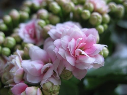 Kalanchoe: Home Care 02