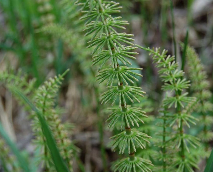 Field Horsetail: Medizinische Eigenschaften. Kontraindikationen für die Verwendung von Wildcake 01