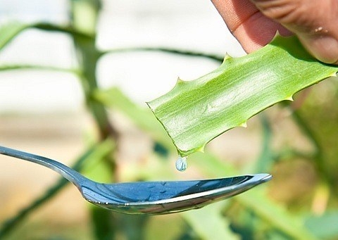 Nützliche und therapeutische Eigenschaften von Aloe. Aloe-Anwendung zur Behandlung 01