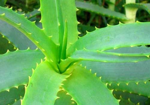 Nützliche und therapeutische Eigenschaften von Aloe. Aloe-Anwendung zur Behandlung 02