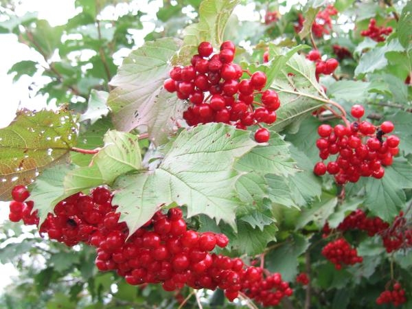 Nützliche Eigenschaften von Viburnum Red und Wegen, um es zu verwenden 01