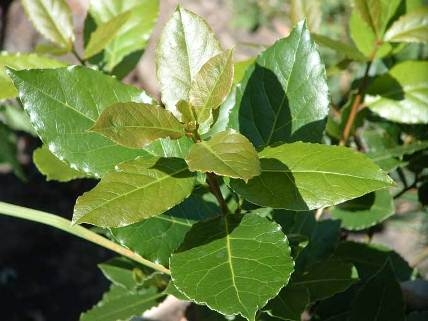 Nützliche Eigenschaften des Lorbeerblattes 01