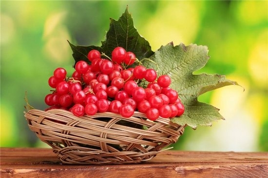 Nützliche Eigenschaften von Viburnum Red und Wegen, um es zu verwenden 02