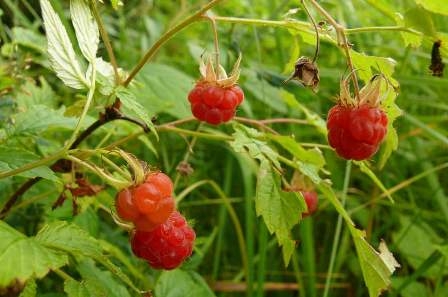 Nützliche Eigenschaften von Beeren, Blättern und Blumen von Himbeeren 01