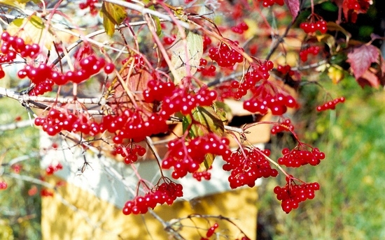 Nützliche Eigenschaften von Viburnum Red und Wegen, um es zu verwenden 03