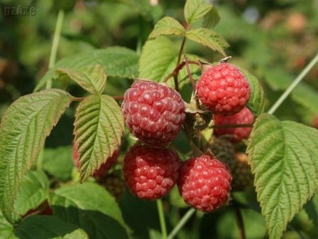 Nützliche Eigenschaften von Beeren, Blättern und Blumen von Himbeeren 02