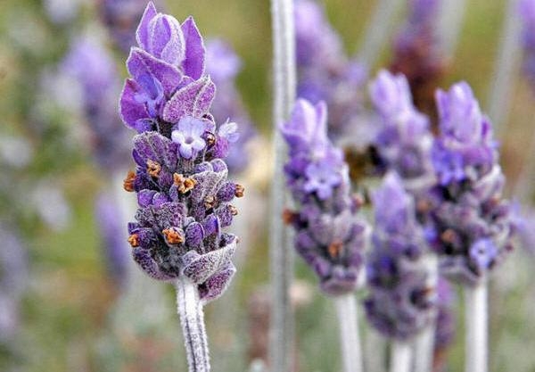 Anwendung Lavendel 01