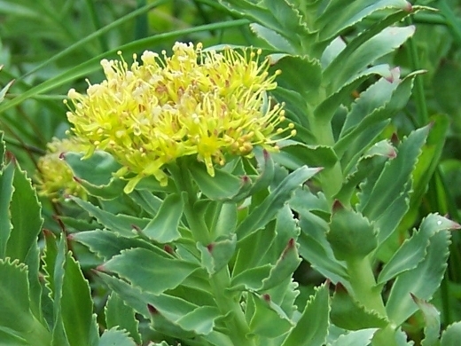 Anwendung Rhodiola Rosa in der Volksmedizin 01