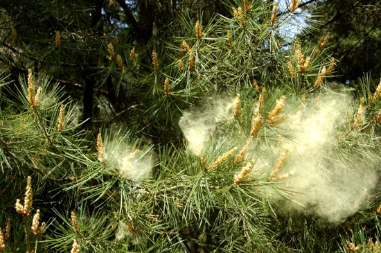 Pine Pollen: Wohltätige Eigenschaften und Kontraindikationen, Anwendungen, Bewertungen 01