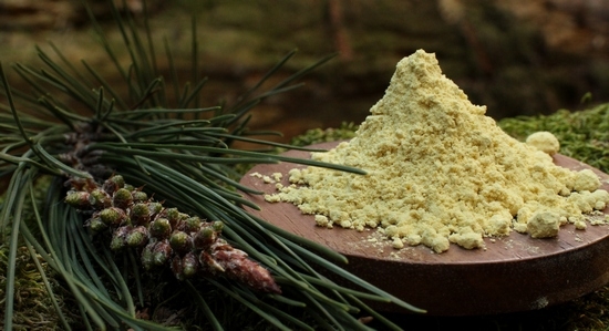 Pine Pollen: Wohltätige Eigenschaften und Kontraindikationen, Anwendungen, Bewertungen 02