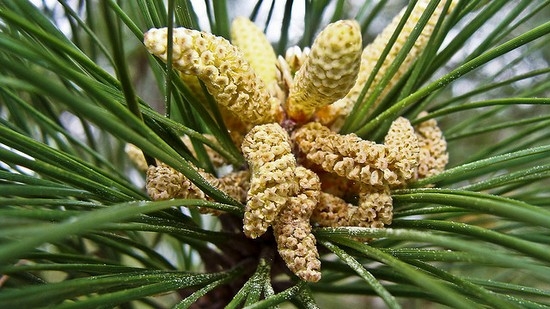 Pine Pollen: Wohltätige Eigenschaften und Kontraindikationen, Anwendungen, Bewertungen 03