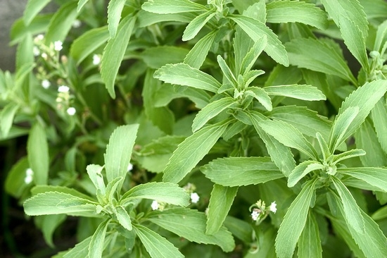 Stevia: Nutzen und Schaden, Bewertungen. Wo man Samen kaufen und wie man sie im Fenster wächst? 01