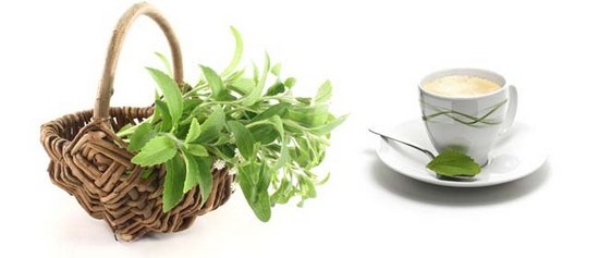 Stevia: Nutzen und Schaden, Bewertungen. Wo man Samen kaufen und wie man sie im Fenster wächst? 02