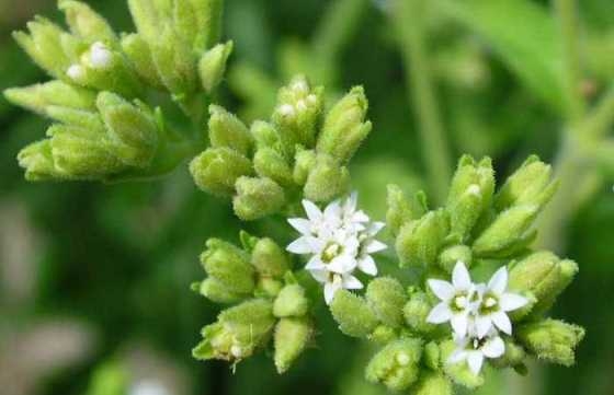 Stevia: Antrag, Kontraindikationen, Bewertungen 01