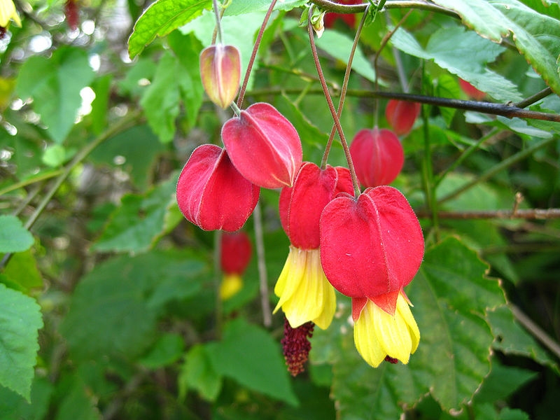 Abutilon 01