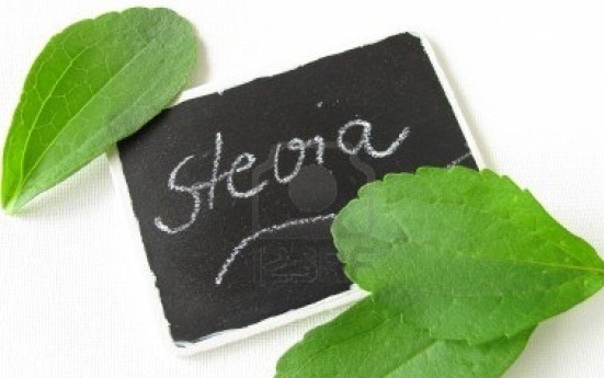 Stevia: Antrag, Kontraindikationen, Bewertungen 03