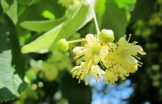 Linden Blumen: Nützliche Eigenschaften und Kontraindikationen, Bewertungen 01