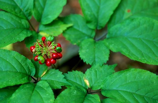 Ginseng: Nützliche Eigenschaften und Kontraindikationen. So nehmen Sie eine Tinktur und Pillen, die auf Ginseng-Wurzel basieren? 01