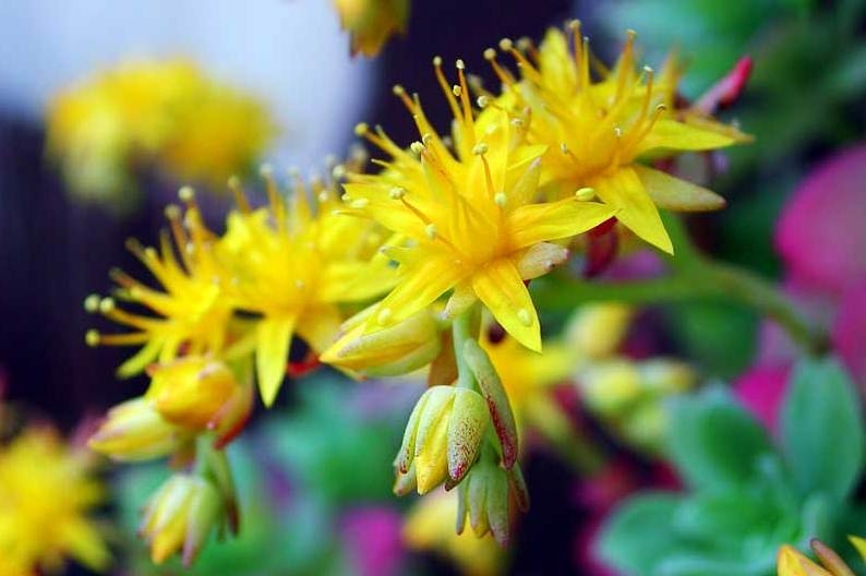 Goldene Wurzel. Rhodiola Pink: Eigenschaften und Anwendungen 01