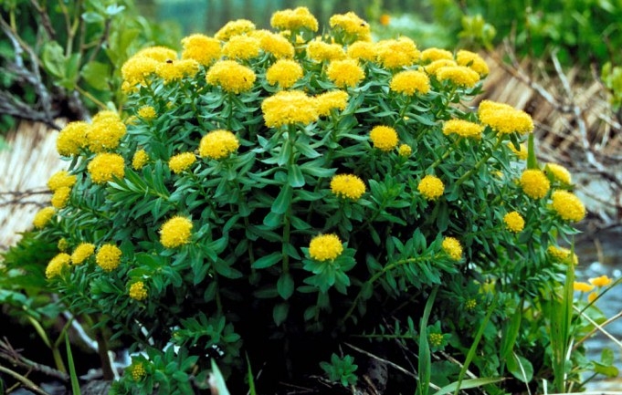 Goldene Wurzel. Rhodiola Pink: Eigenschaften und Anwendungen 02