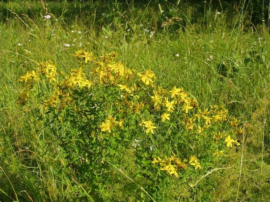 St. John's Würze: Therapeutische Eigenschaften und Kontraindikationen für Frauen, Verwendung in Gynäkologie und Kosmetik 02