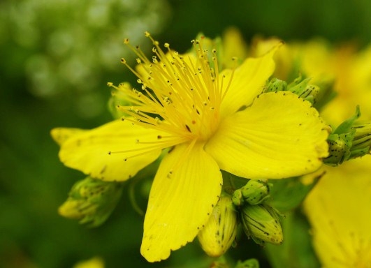 St. John's WORT: Wohltuende Eigenschaften und Kontraindikationen 01