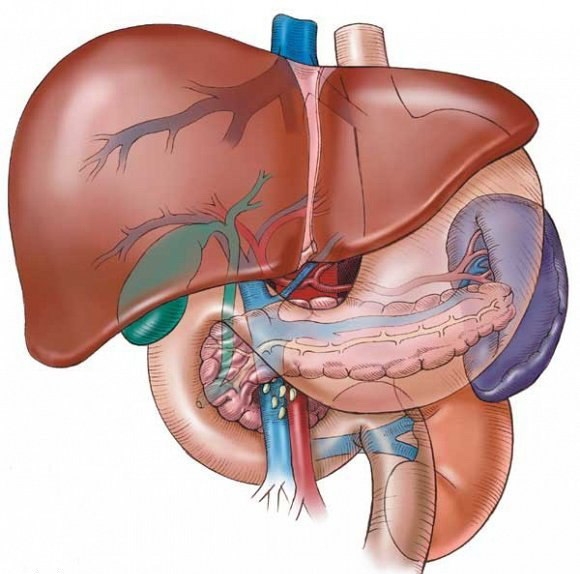 Welcher Hepatprotektor soll wählen: Die Meinung von Ärzten 01