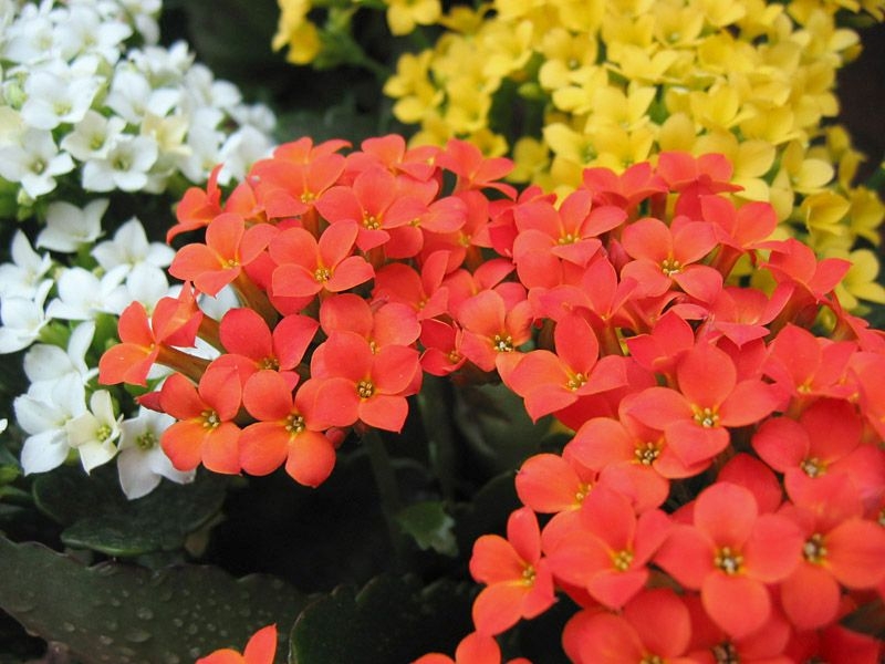 Kalanchoe: Home Care 04