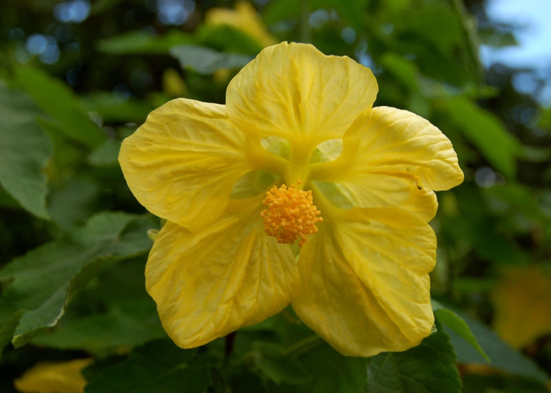 Abutilon: Home Care and Room männlich wachsende Merkmale 01