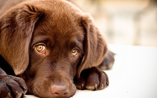 Tabletten von Worms für Hunde: einen Überblick über Anthelminta und die Regeln für ihre Verwendung 01